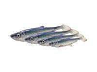 Savage Gear 3D Herring Shad V2