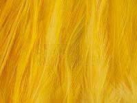 Rooster Saddle Feather - Banana Yellow