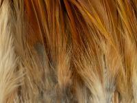 Rooster Saddle Feather - Ginger