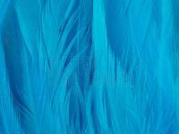 Rooster Saddle Feather - Silver Doctor Blue